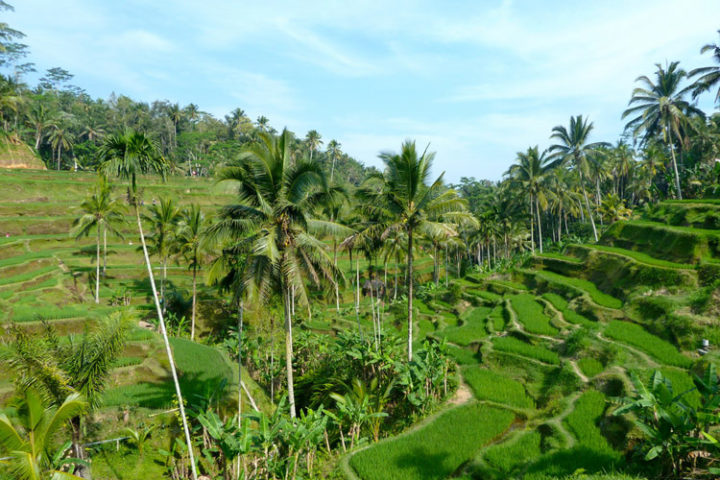 tegallalang rice terraces
