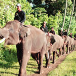 bali elephant ride