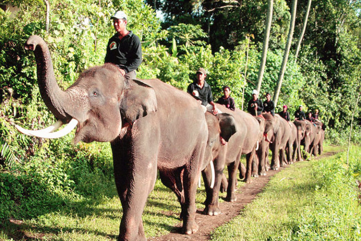 bali elephant ride