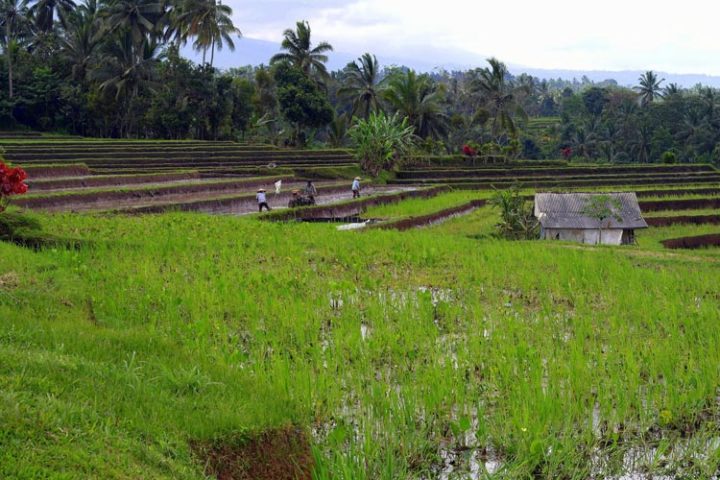 bali atv ride tour