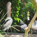 bali bird park