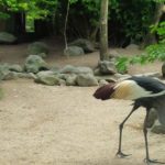 bali bird park
