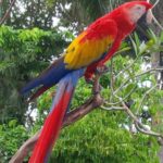 bali bird park