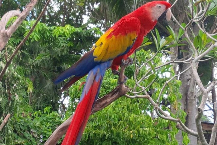 bali bird park