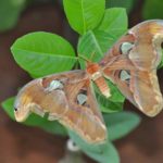bali butterfly park