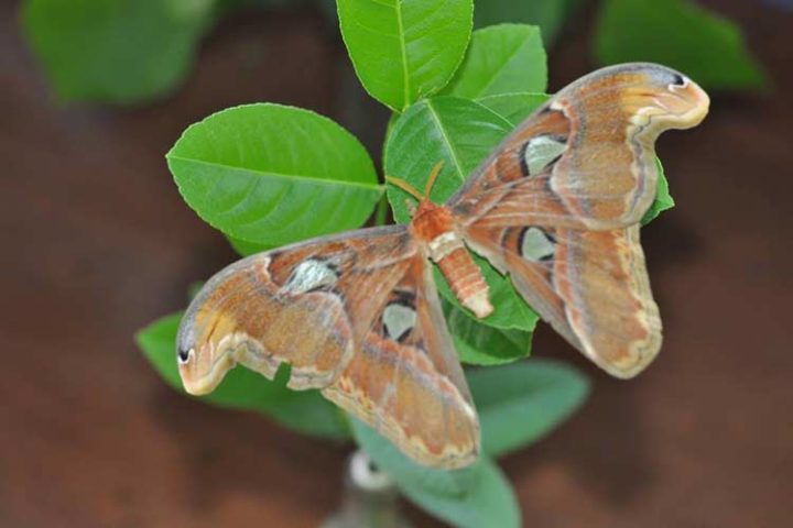 bali butterfly park