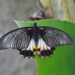 bali butterfly park