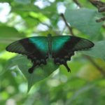 bali butterfly park