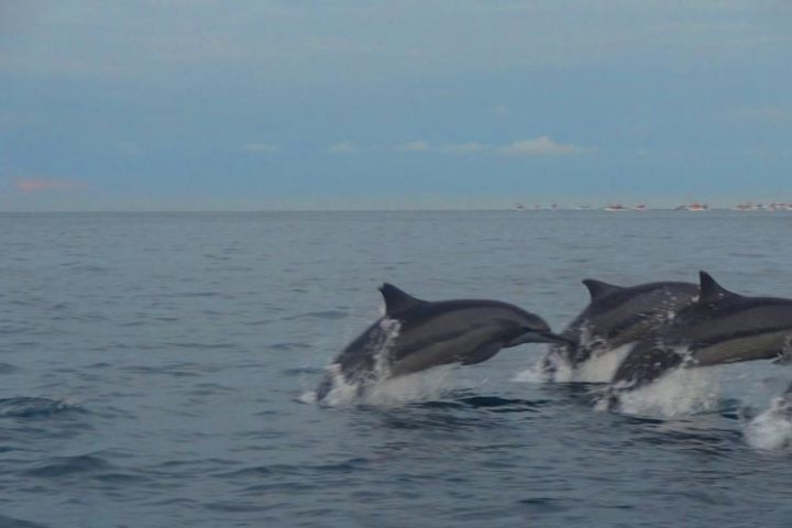 bali dolphins