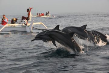 bali dolphins