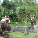 bali elephant camp