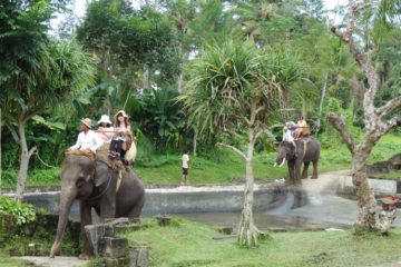bali elephant camp