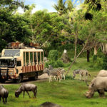 bali safari and marine park tour