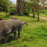 bali safari and marine park tour