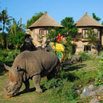 elephant back safari