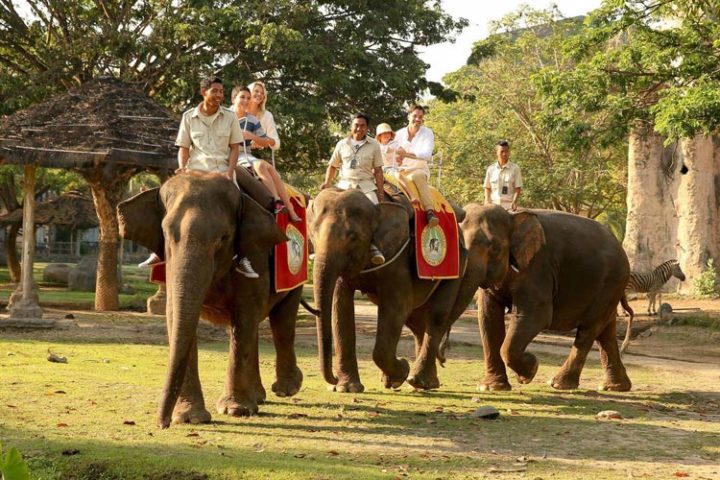 elephant back safari