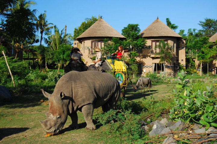 elephant back safari