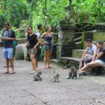 monkey forest ubud
