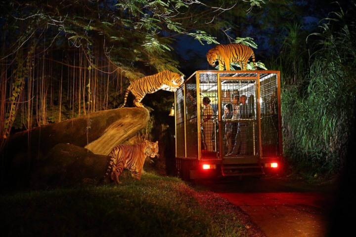 bali safari and marine park nigh safar